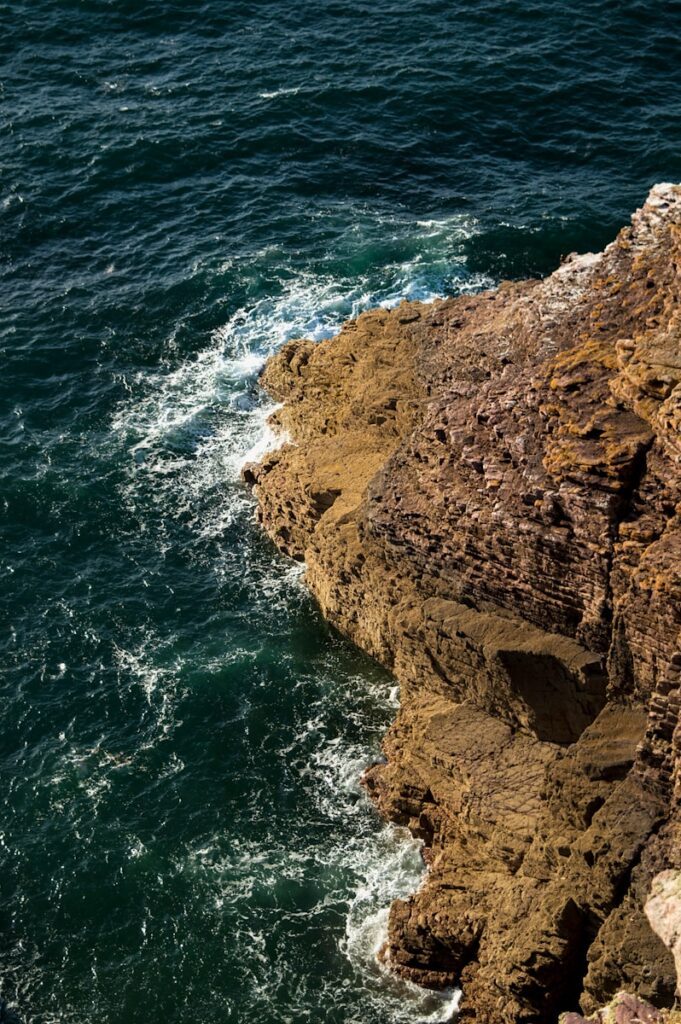 a bird is perched on a rock near the ocean